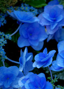 紫陽花の写真3